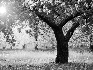 flourishing, Spring, viewes, light breaking through sky, trees, Meadow