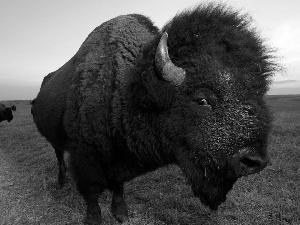 Meadow, bison, Way