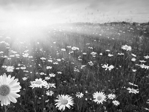 daisy, Great Sunsets, Meadow