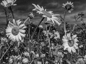 Meadow, daisy, Flowers, clouds, White