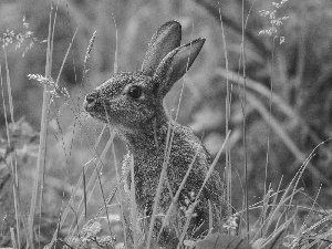 grass, Wild Rabbit, Meadow