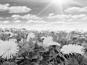 rays, puffball, medical, sun