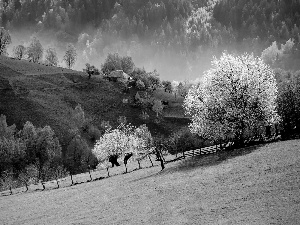 woods, Mountains, medows, Houses, country, Slovenia, trees, viewes, flourishing