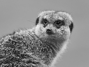 Meerkat