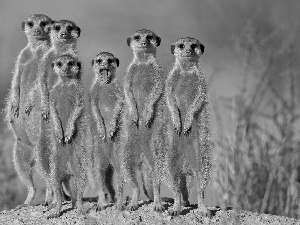 Family, meerkats