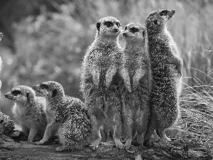 Meerkats, seating, standing