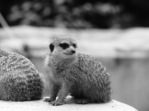 Meerkats