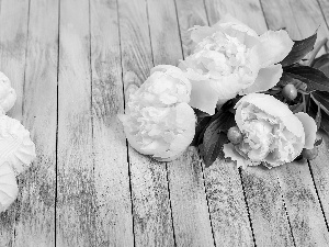 meringues, White, Peonies