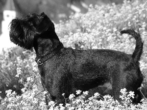 Flowers, Black, miniature Schnauzer