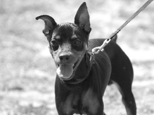 miniature Pinscher, Leash