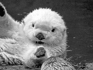 mink, water, White