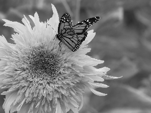 Sunflower decorative, butterfly, monarch