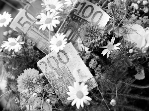 money, bouquet, flowers