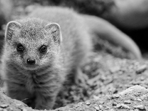 small, mongoose