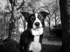 dog, white, Black