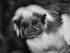 Monkey, tamarin, Białoczuba