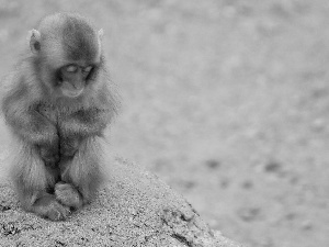 Monkey, sad, small