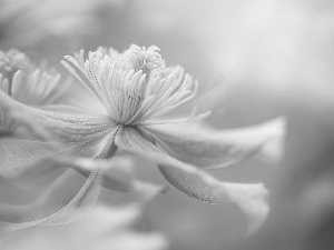 Clematis Montana, pale pink, Flowers