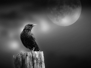 birds, starling, Moon, Black