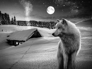 winter, Wolf, moon, fantasy, forest, house