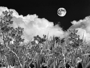 Flowers, clouds, moon, orchids