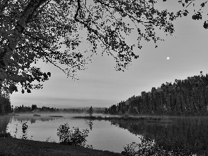 forest, lake, Great Sunsets, Fog, autumn, birch, moon