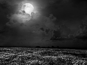 moon, Night, lupine, Sky, Field