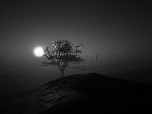 Night, Fog, moon, trees