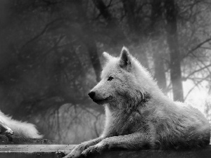 White, Night, moon, wolves