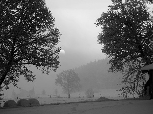 trees, field, moon, winter, viewes, Fog