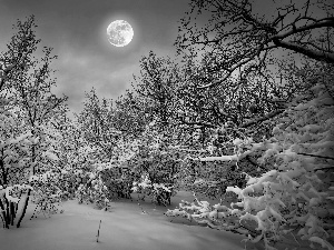 winter, viewes, moon, trees