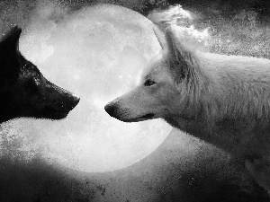 wolves, White, moon, Black