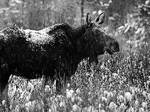 moose, winter, snow