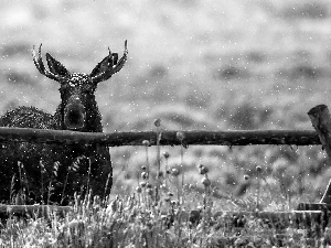 winter, fence, moose, Meadow