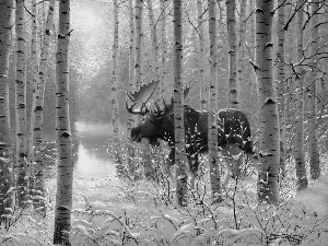 winter, water, moose, forest