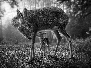 morning, Fog, young, forest, roe