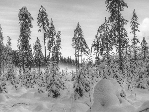 trees, winter, morning, viewes