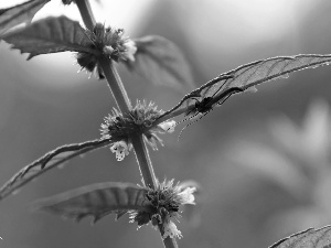 nettle, Flowers, mosquito, White