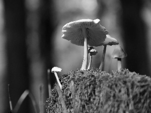 moss, mushroom, an