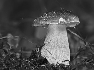 boletus, Moss