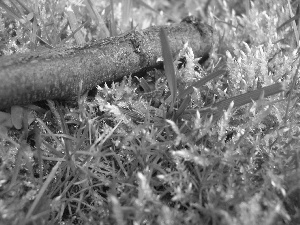 Moss, grass, branch