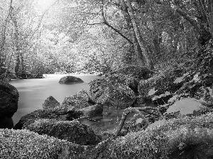 viewes, River, Moss, green, Stones, trees