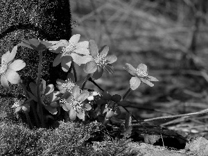 Moss, purple, Liverworts