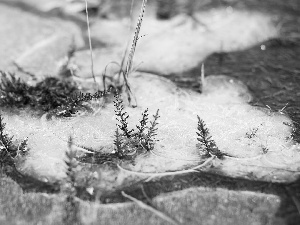 melting, Icecream, Moss, snow