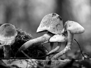 mushroom, feet, Moss, hats