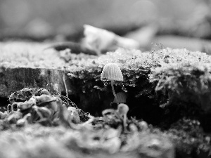 Moss, Little, mushroom
