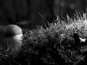 Mushrooms, Moss