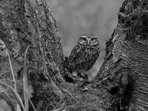 owl, trees, Moss, Stems