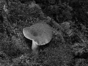 Moss, Mushrooms, rapprochement