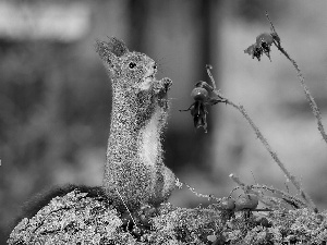squirrel, Moss